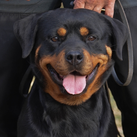 rottweiler femmina rottweiler femmina