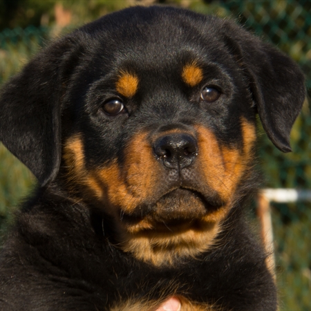 cuccioli in vendita rottweiler cuccioli in vendita rottweiler