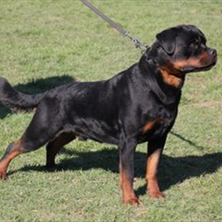 cucciolo rottweiler, cucciolo maschio rottweiler, cane da guardia, cucciolo da allevamento, vendita cuccioli cane, vendita cuccioli rottweiler, rottweiler, cane rottweiler , ADRK, ENCI cucciolo rottweiler, cucciolo maschio rottweiler, cane da guardia, cucciolo da allevamento, vendita cuccioli cane, vendita cuccioli rottweiler, rottweiler, cane rottweiler , ADRK, ENCI