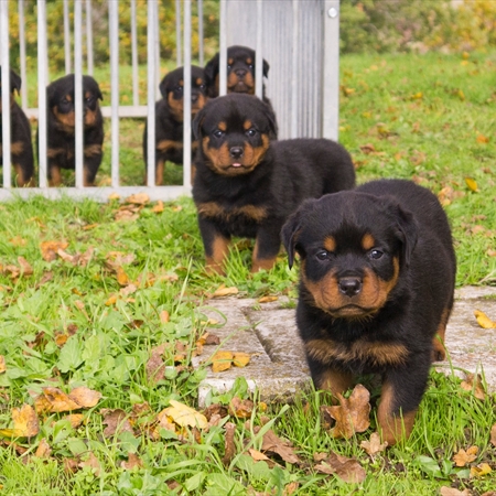 cuccioli cuccioli